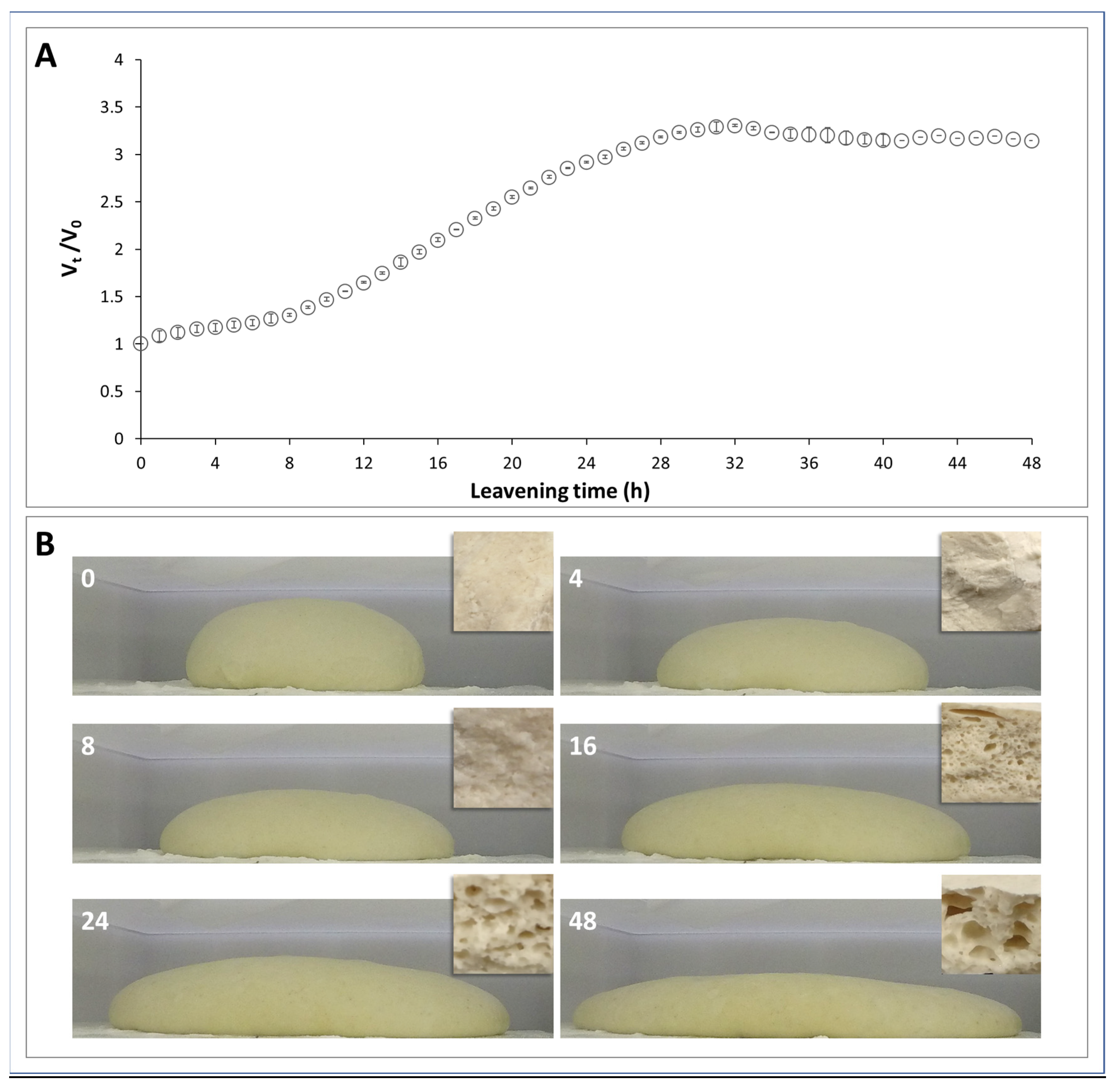 Cross-section and expansion kinetics of pizza dough over 48 hours of leavening