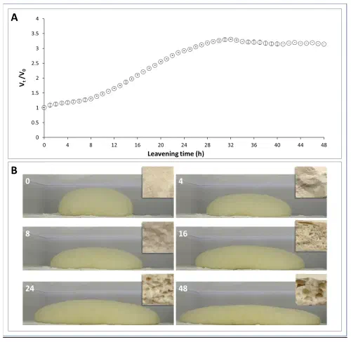 Cross-section and expansion kinetics of pizza dough over 48 hours of leavening