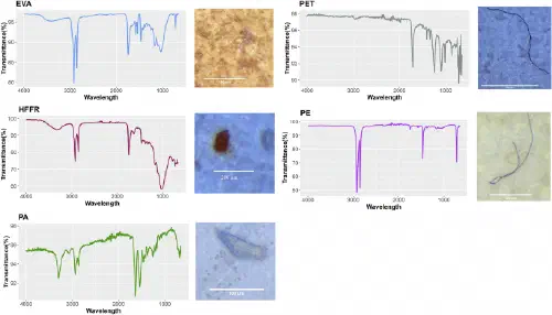 Microscope images and infrared spectra of microplastic particles found in honey