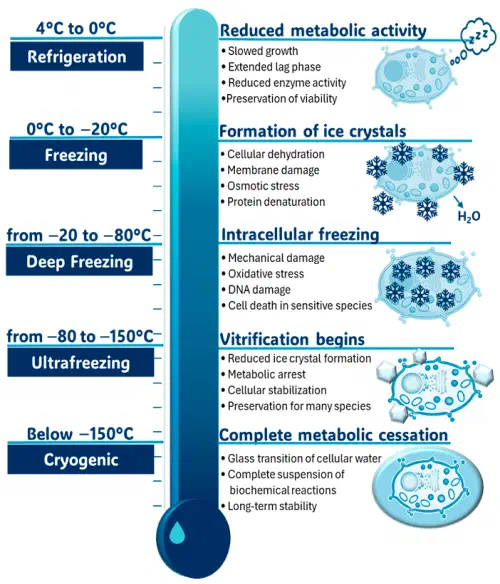 Diagram of the effects of low temperature on microbial cells