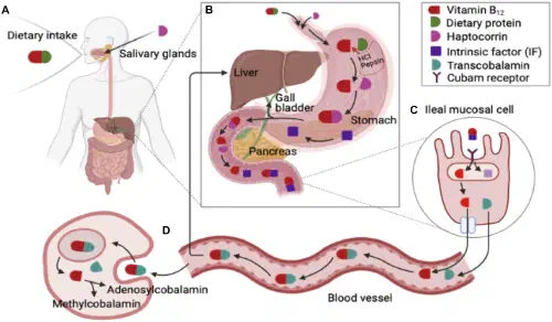 Gastrointestinal metabolisms of B12
