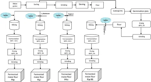 Flow chart comparing spontaneous, starter-culture, yogurt, and soaking-germination fermentation routes for maize flour