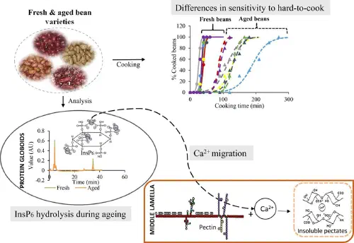 Graphical abstract showing phytate hydrolysis, calcium migration, and insoluble pectate formation in aged beans
