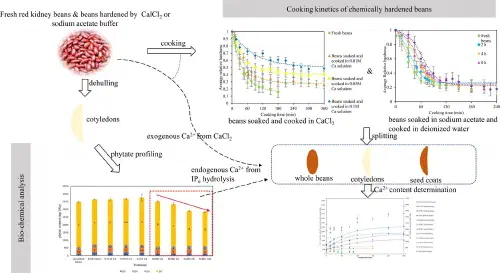 Graphical abstract showing external calcium uptake and internal calcium release during chemical hardening of kidney beans